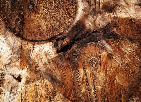 background or texture abstract detail on sawn tree trunks