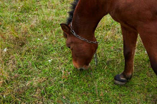 Beautiful horse on the green grass pasture.