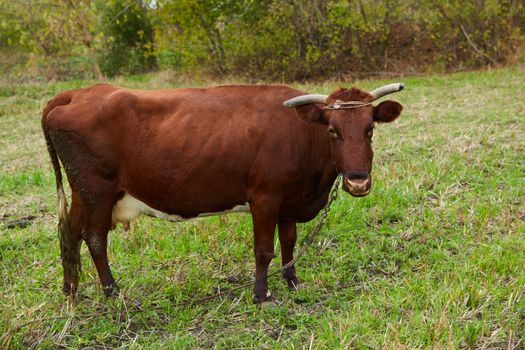 Dairy cow at countryside. Dairy Cow. A curious dairy cow