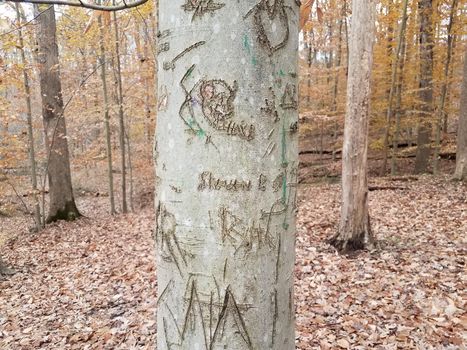 tree trunk bark with carving in forest or woods with leaves