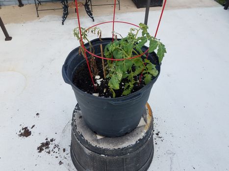 tomato plants in a pot with soil and metal support