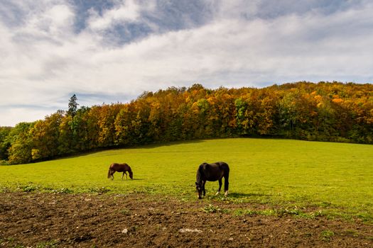 Horses on the hiking trail in the Danube Valley at Bronnen Castle near Beuron in autumn in the Sigmaringen district