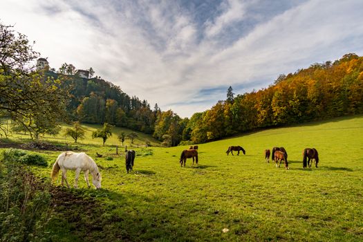 Horses on the hiking trail in the Danube Valley at Bronnen Castle near Beuron in autumn in the Sigmaringen district