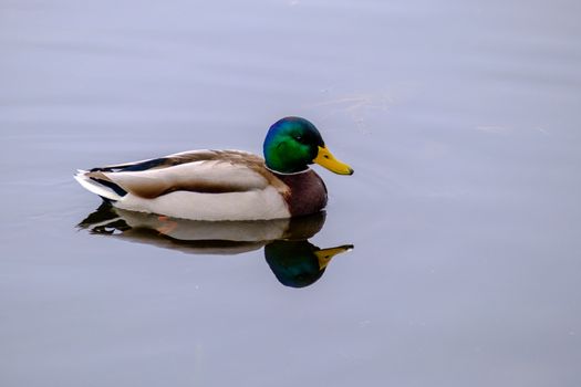 A male mallard duck sits afloat on the surface of a pond, with the profile of it's body and head visible in its reflection in the water.