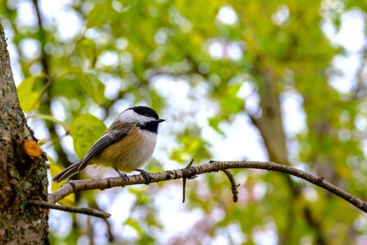 A profile view of a black-capped chickadee (Poecile atricapillus) perching on a thin tree branch in the woods.