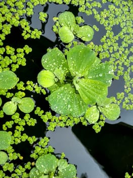 Rain drops on the leaves of plants.