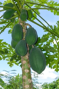 Papaya is a full bushy green tree.