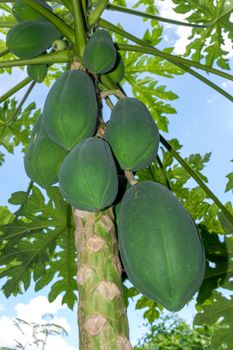 Papaya is a full bushy green tree.