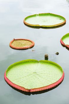 The big lotus leafs isolated on white background.