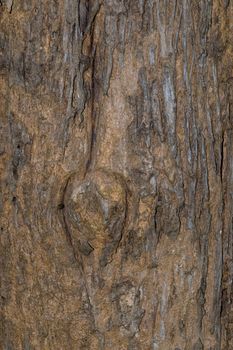 Nature wooden texture in the forest.