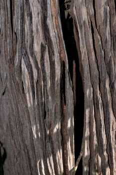 Nature wooden texture in the forest.