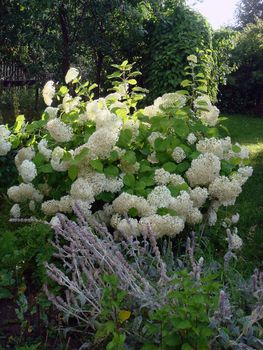 A large bush of white hydrangea in the garden is illuminated by the sun