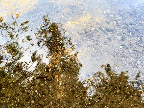 Reflection only of trees in water