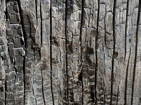 The texture of a burnt wooden stump