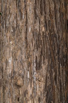 Nature wooden texture in the forest.