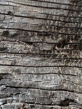 The texture of a burnt wooden stump