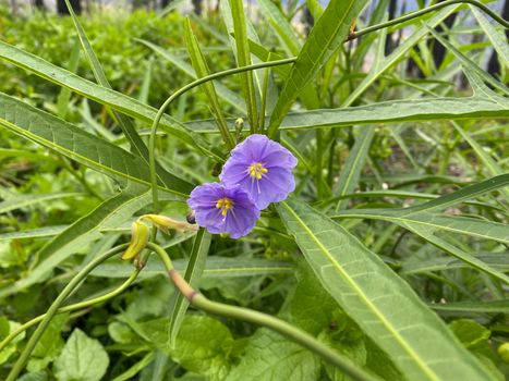 A fruiting kangaroo apple bush after a fire