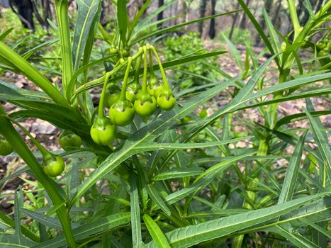 A fruiting kangaroo apple bush after a fire