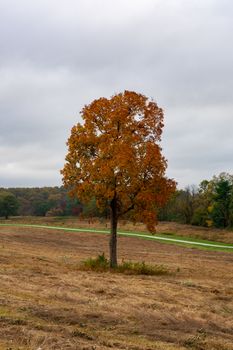 A Lone Orange Tree in Autumn in a Large Open Field