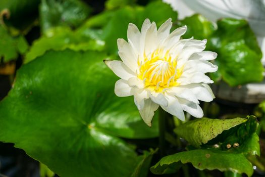 White lotus green leaves suitable for worship.