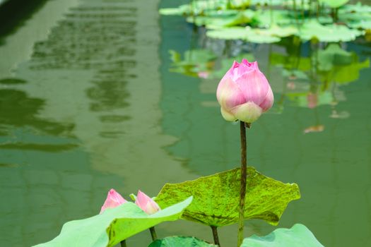 Pink lotus green leaves suitable for worship.