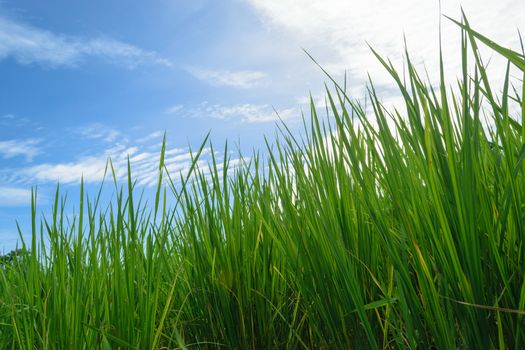 Beautiful sky middle of the field in the countryside.