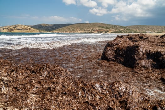 Beach section with brown algae and water waves off the Prasonisi peninsula in the south of Rhodes island, Greece