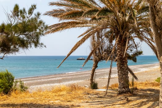 Palm trees at the gravel beach of Kiotari on Rhodes island, Greece in summer at a sunny day