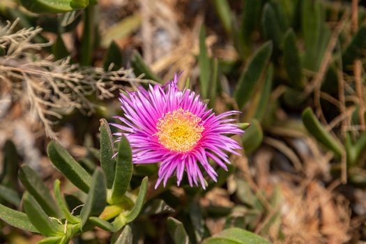 Vegetation on Rhodes island, Greece