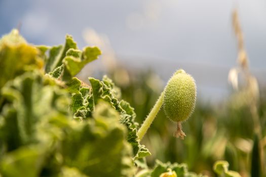 Vegetation on Rhodes island, Greece. Close up of a green plant with oval fruit