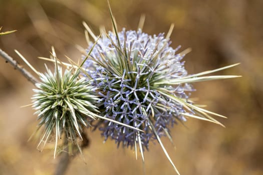 Close up of thistle blossom on Rhodes island, Greece