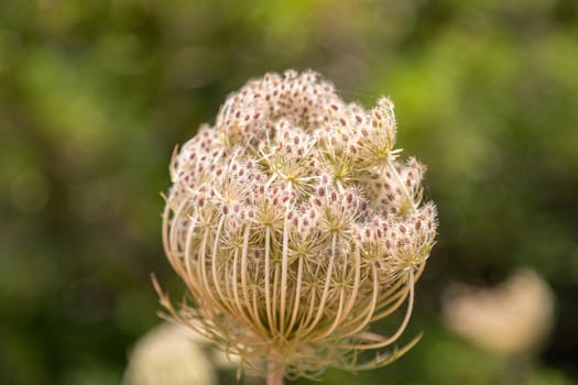 Vegetation on Rhodes island, Greece. Close up of the blossom of a plant 