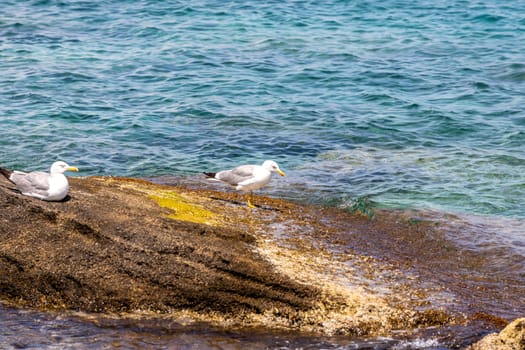 Seagulls on a rock in the water at Mandraki  harbour in Rhodes city on greek island Rhodes   