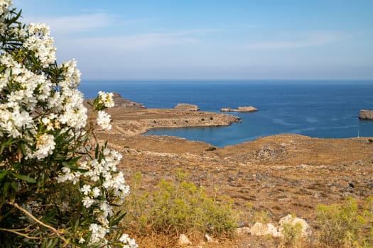 Scenic view at the rocky coastline of the aegean see at Lindos on Rhodes island with white flowering shrub in the foreground on a sunny day in spring