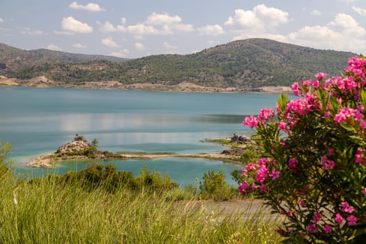 Scenic view at the Gadoura water reservoir on Rhodes island, Greece with blue and turquoise water, pink flowering shrub in the foreground and green landscape around the lake on a sunny day in spring