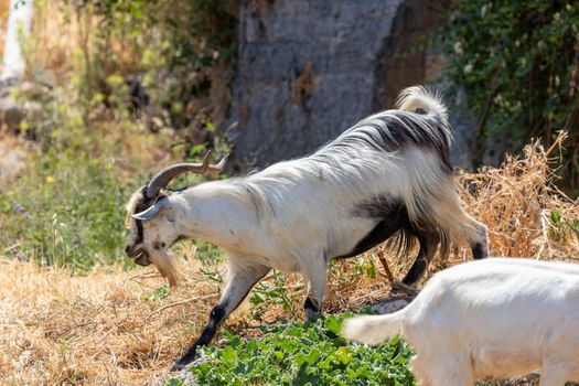 White billy goats near Lindos on Rhodes island, Greece
