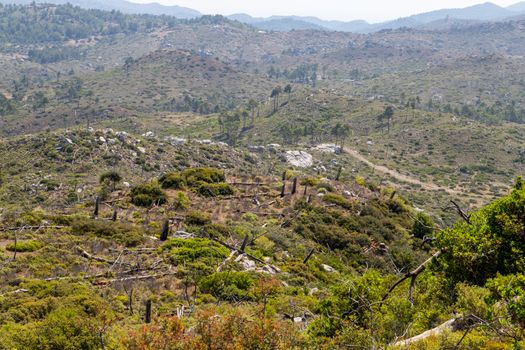 Landscape near Laerma on Greek island Rhodes 10 years after a forest fire with remains of burnt trees