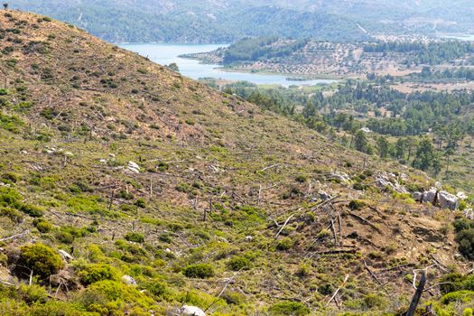 Landscape near Laerma on Greek island Rhodes 10 years after a forest fire with remains of burnt trees