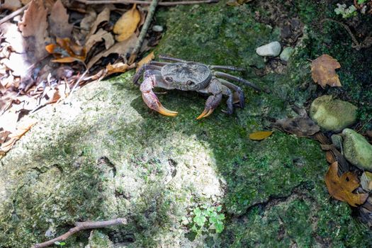 Freshwater crab in the valley of butterflies (Petaloudes) on Greek island Rhodes 