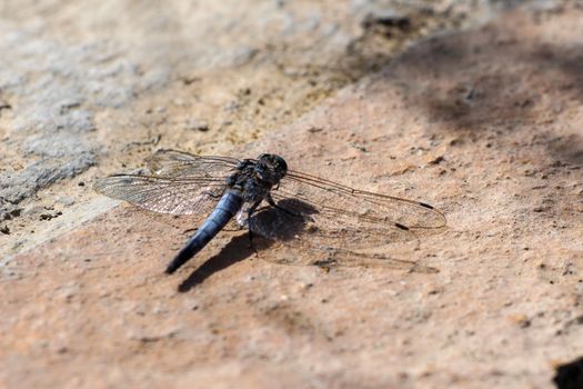 Close-up of blue dragonfly sitting on the ground near a pond at greek island rhodos