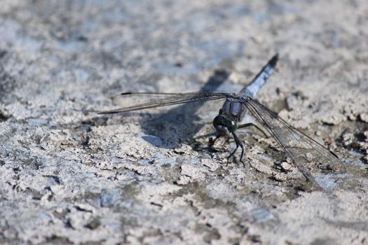 Close-up of blue dragonfly sitting on the ground near a pond at greek island rhodos