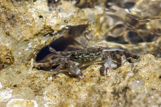 Close-up of a salt water crab found at rhodes island, greece