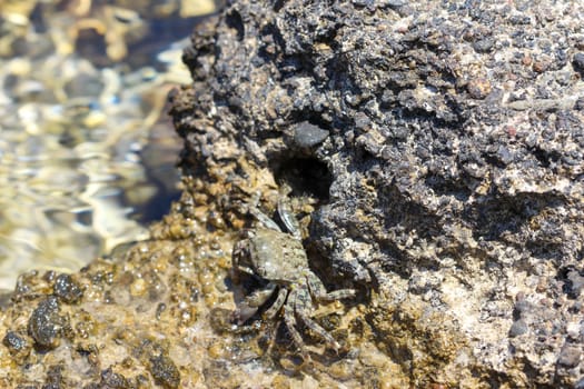 Close-up of a salt water crab found at rhodes island, greece