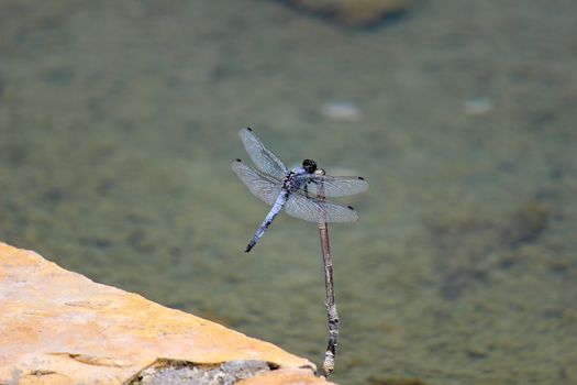 Close-up of blue dragonfly sitting on a nail near a pond at greek island rhodos