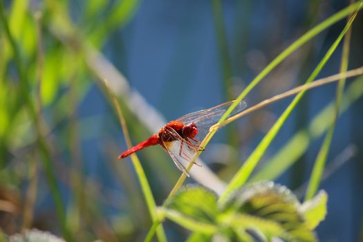 Close-up of red dragonfly sitting on a blade of grass near a pond at greek island rhodos