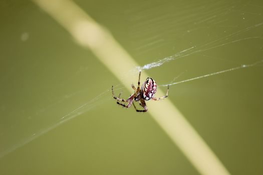 Close-up of a spider in the spider web, found at Rhodes island, greece