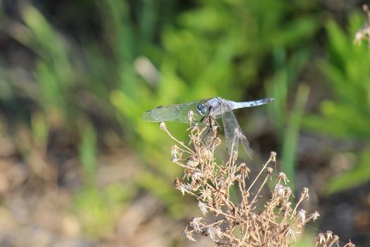 Close-up of blue dragonfly sitting on a branch near a pond at greek island rhodos