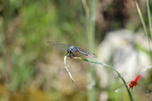 Close-up of blue dragonfly sitting on a blade of grass near a pond at greek island rhodos