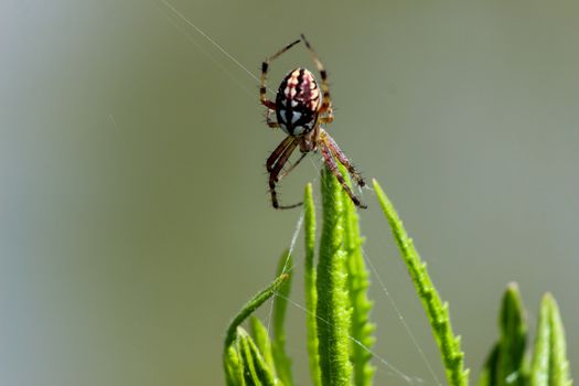 Close-up of a spider in the spider web, found at Rhodes island, greece