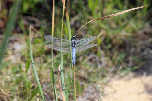 Close-up of blue dragonfly sitting on a blade of grass near a pond at greek island rhodos